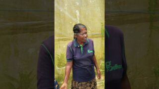 නහර ගැටහැහිලද