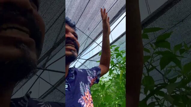 ඉණිමගකින් තමයි කඩන්නෙ වෙන්නෙ