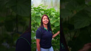 බල්බ් දාලා වගෙ අස්වැන්න