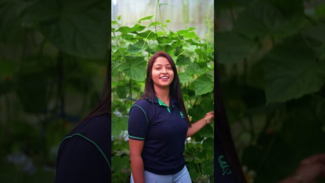 බල්බ් දාලා වගෙ අස්වැන්න