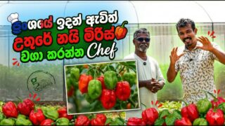 පිට රට ඉඳලා ඩොලර් හොයන්න පුලුවන් කම තියද්දි ලංකාවට සේවය කරන ගොවි ව්‍යවසායකයා…