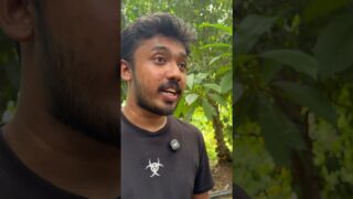 ඉන්නා හැලෙයිද