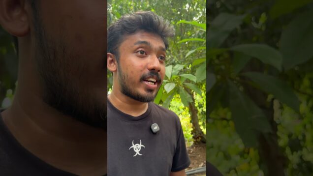 ඉන්නා හැලෙයිද