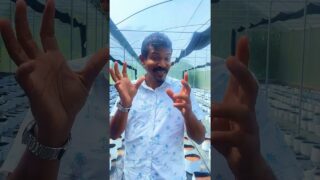 වර්ග අඩි 6000 ක නයිමිරිස් වගාව