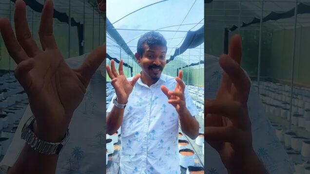 වර්ග අඩි 6000 ක නයිමිරිස් වගාව