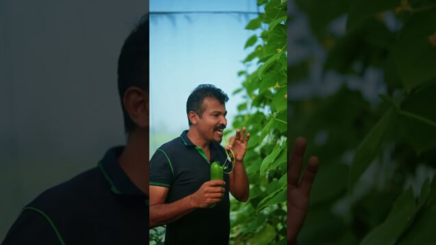 පැණි රස එලවලු