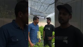 සරතියට 60000 ක්