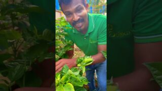 පාට දෙකේ නයි මිරිස් scotch bonut