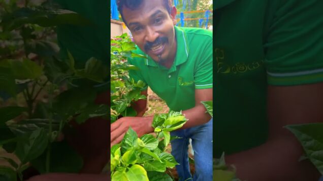 පාට දෙකේ නයි මිරිස් scotch bonut