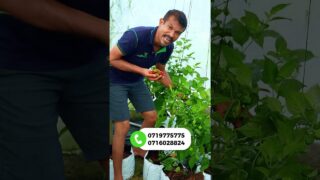 නයි මිරිස් සෝස්