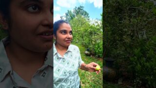 පැණි රස බිලිං