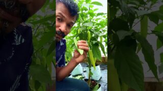 ඵලදාව වැඩි කරගන්න නම් කප්පදූව කරන්න ඕනද ?