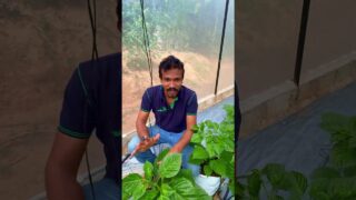 ශාකයක් වර්ධනය වනකොට ආදාරක් අනිවරෙන් තියෙන්න ඕන