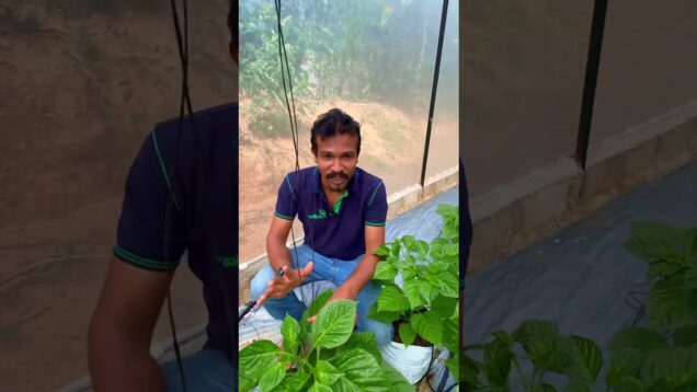 ශාකයක් වර්ධනය වනකොට ආදාරක් අනිවරෙන් තියෙන්න ඕන