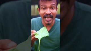 තව පොඩ්ඩෙන් මුළු වගාවම ඉවරයි