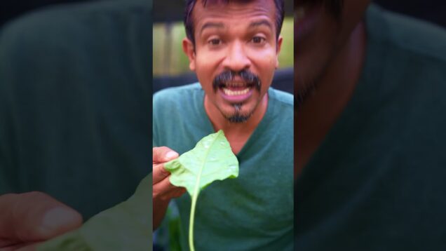 තව පොඩ්ඩෙන් මුළු වගාවම ඉවරයි