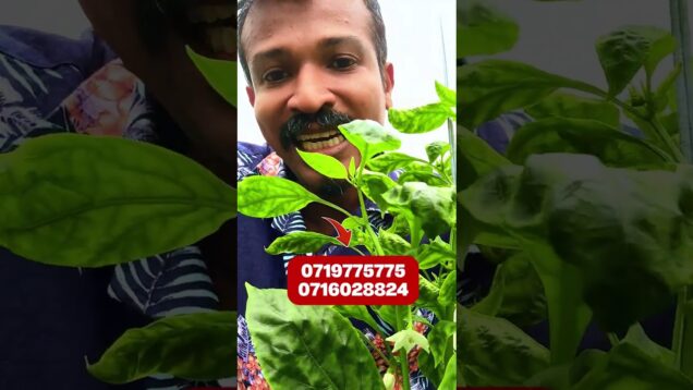 වගා කරද්දි ඔයාට එන ගැටළු මොනවද