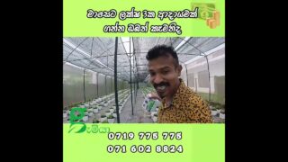 වගා කරල ලක්ෂ ගනන් උපයන්න ඔබත් කැමතිද