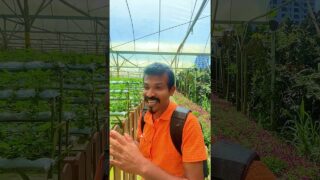 strawberry වගාව