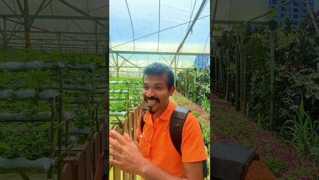 strawberry වගාව