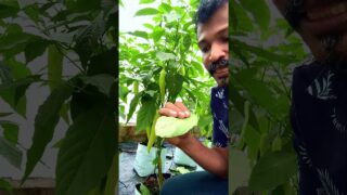 මාලු මිරිස් වගාව