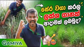 අඩු වියදමිකින් වැඩි ලාබයක් ලබන්න පුලුවන් සේර වගාව
