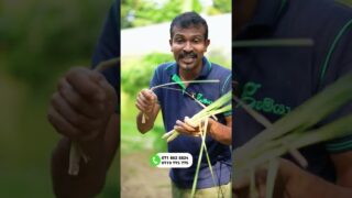 1ක Grow bag එකකින් 5kg ඵලදාවක් ගන්න පුලුවන්
