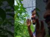 ඵලදාව නෙලන්න ඉණිමගක් ගේන්න වෙනවා