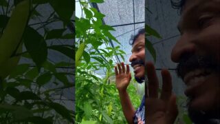 ඵලදාව නෙලන්න ඉණිමගක් ගේන්න වෙනවා