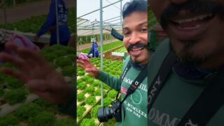 සලාද ගලවන්න ආවා