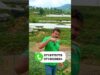 සල්ලි වැඩිපුරම හොයන්න මොනවද වගාකරන්න ඕනෙ?