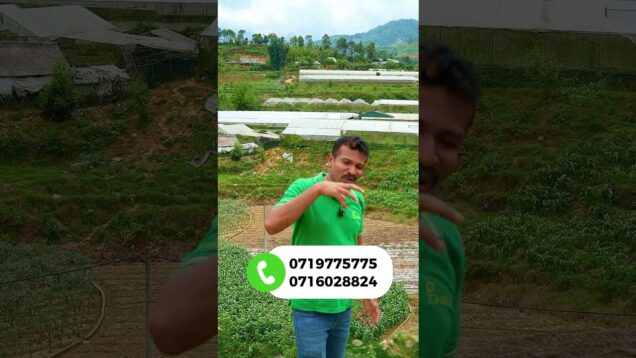සල්ලි වැඩිපුරම හොයන්න මොනවද වගාකරන්න ඕනෙ?
