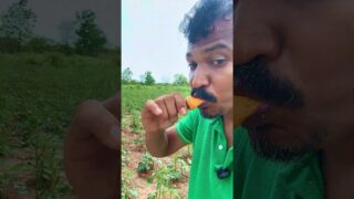 traditional farming vs modern farming