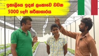 ඉතාලියෙ ඉදන් ලංකාවෙ වවන 5000 sq ft හරිතාගාරය 0719775775