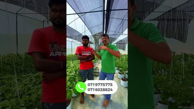 වියලි කලාපෙ නයි මිරිස් වගාව