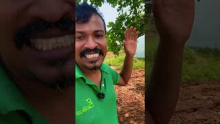දෙවියනේ ගස් යට කජු පුහුලන් අහක යන හැටි