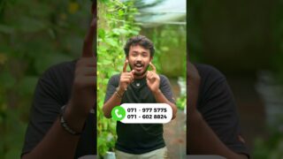 බත් දාගෙන කන්න පුලුවන් green house