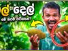 රට දෙල් කාල තිබ්බට මේවා කාල නෑ නේද ?