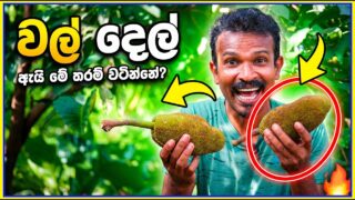 රට දෙල් කාල තිබ්බට මේවා කාල නෑ නේද ?