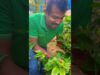 scotch bonnet