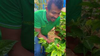 scotch bonnet