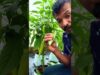 මාලු මිරිස් පැළ නඩත්තුව