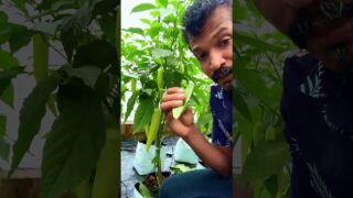 මාලු මිරිස් පැළ නඩත්තුව