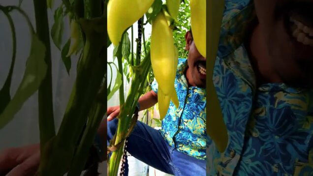 මාලු මිරිස් එකට හොරු පැනලා