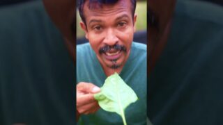 තව ටිකක් ගියානම් වගාවම ඉවරයි