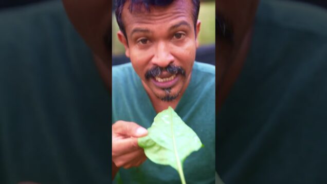 තව ටිකක් ගියානම් වගාවම ඉවරයි