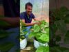 වගාව නඩත්තු කරන්න අමාරුයිද?