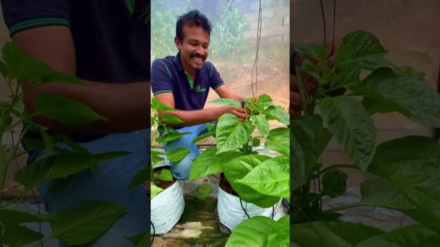වගාව නඩත්තු කරන්න අමාරුයිද?