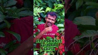 ඔයා මේ දේවල් නොකලොත් ඔයත් එල්නිනෝ ගොදුරක් වෙන්න පුලුවන්