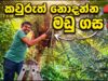 මඩු ගහේ රහස! 😱
